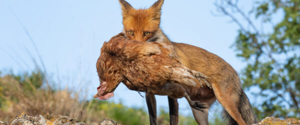 How to Take Care of Chickens After A Predator Attack