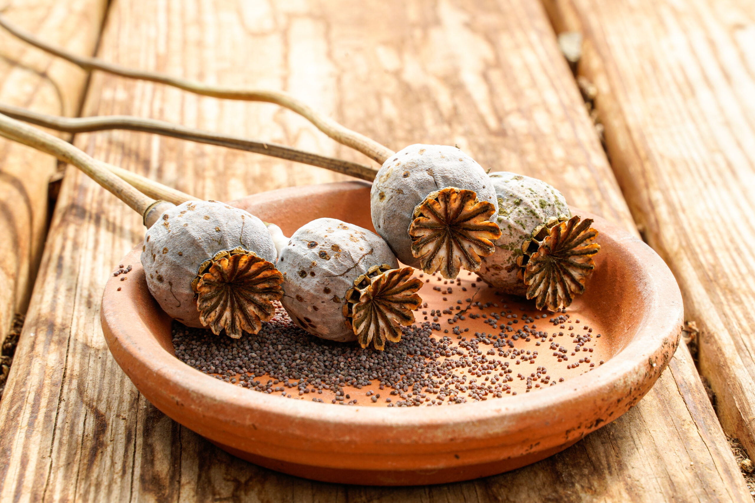 poppy plant heads in a small saucer being used to dry seeds in the fall and save them