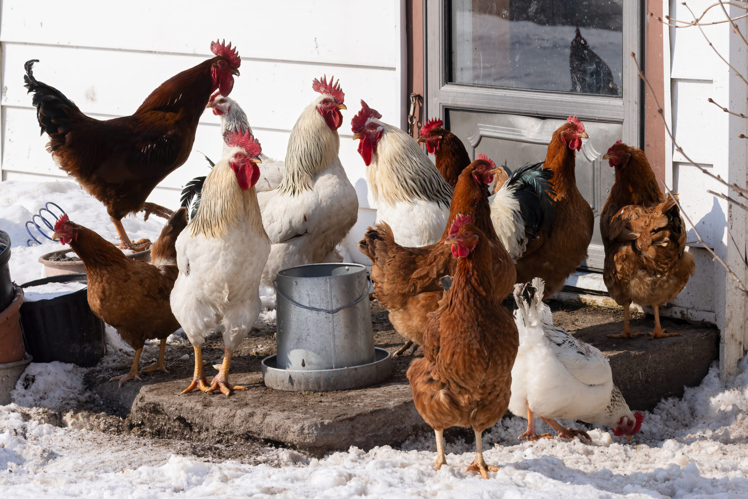 chickens with food and water in the sun to keep it from freezing