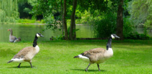 How to Keep Geese Out of Your Yard Naturally