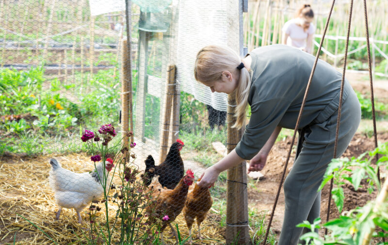 How to Prevent Bird Flu in Chickens - Hobby Farms