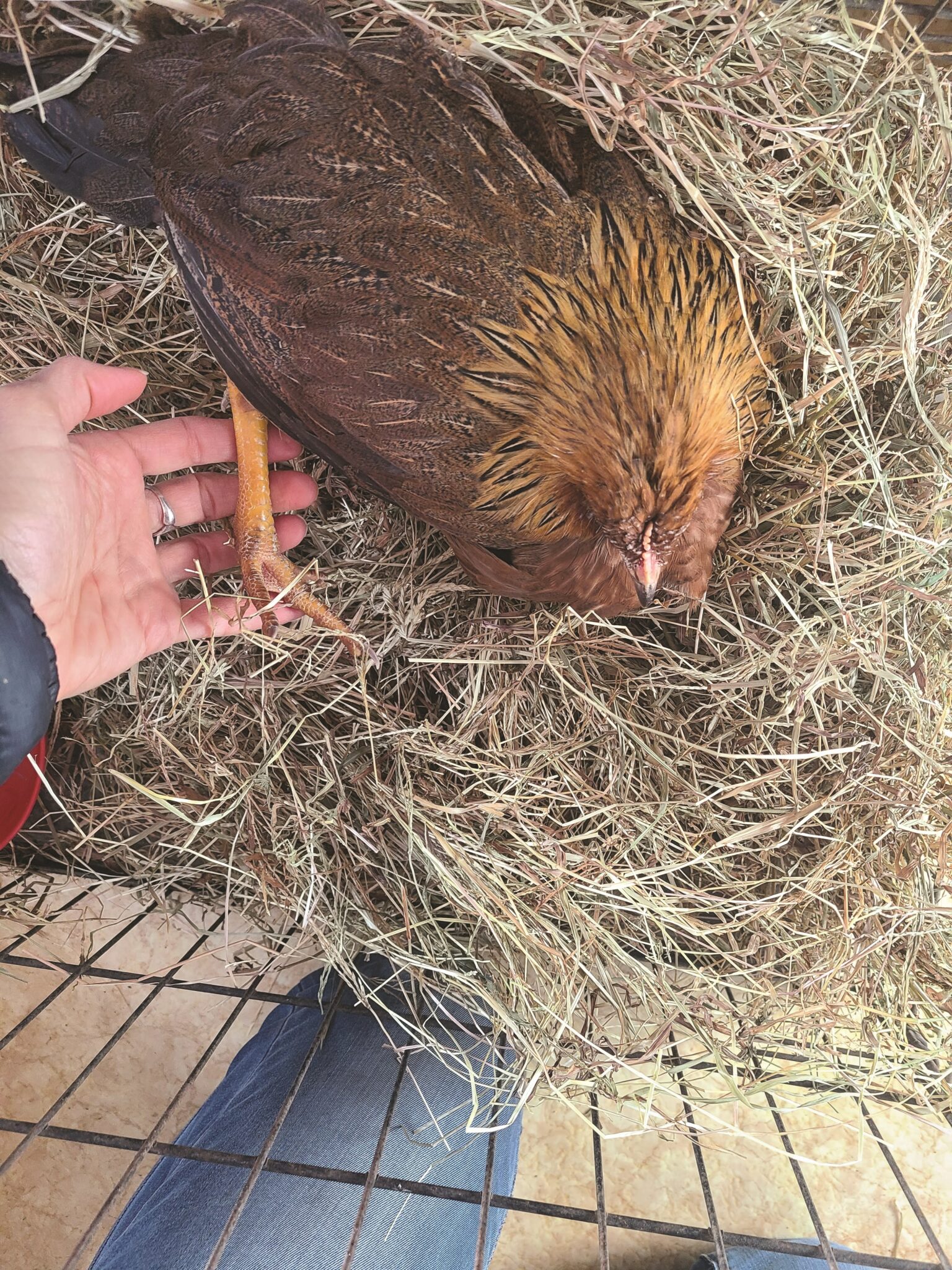 How to Prevent Frostbite in Chickens Signs & Treatment Hobby Farms