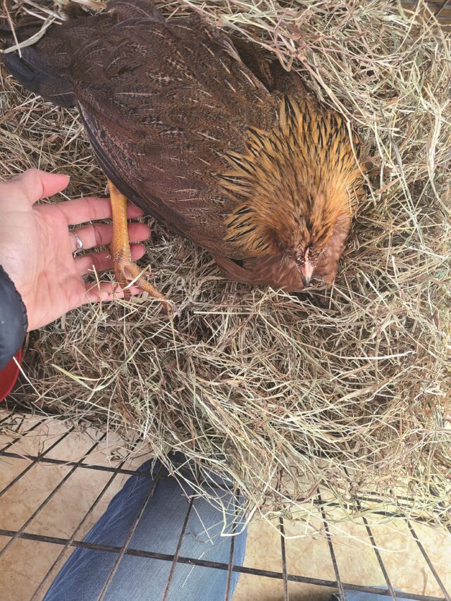 How to Prevent Frostbite in Chickens: Signs & Treatment - Hobby Farms