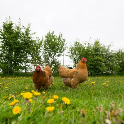 How to Raise Chickens Without Porch Problems