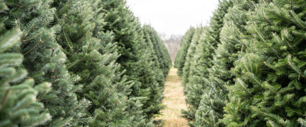 How to Start a Christmas Tree Farm for Profit