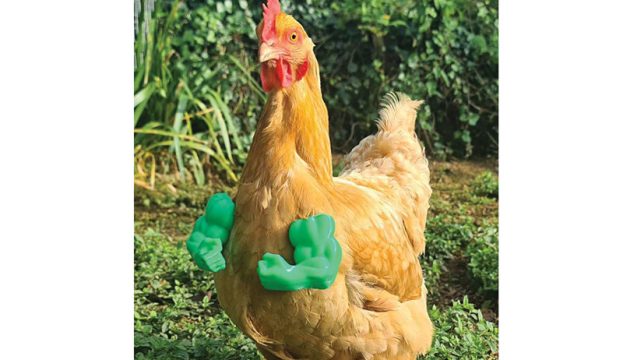 Chicken General Store: Chic(k) Poultry Products - Hobby Farms