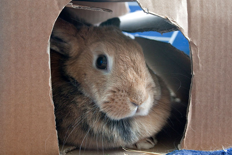 Cardboard boxes can provide hours of entertainment for urban rabbits.