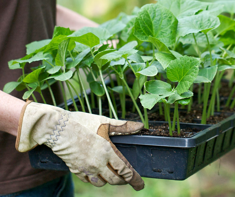 Get a good supply of garden gloves and stash them everywhere you think you'll need them: in the shed, by the front door and in the garage.