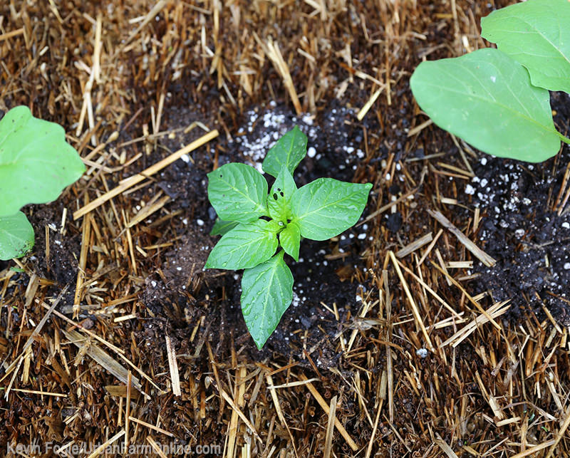 4 Reasons to Start a Hay-Bale Garden - Photo by Kevin Fogle (UrbanFarmOnline.com)