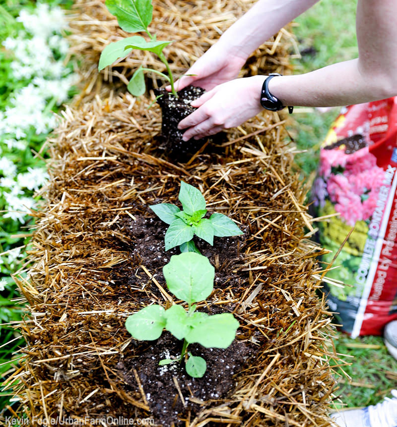 4 Reasons to Start a Hay-Bale Garden - Photo by Kevin Fogle (UrbanFarmOnline.com)