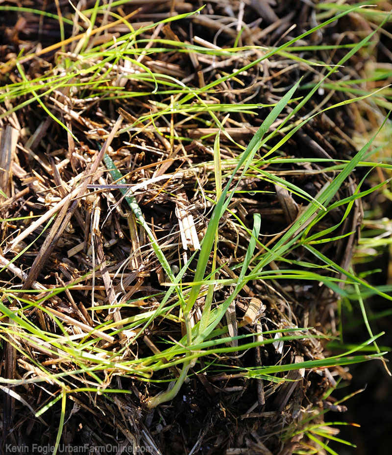 4 Reasons to Start a Hay-Bale Garden - Photo by Kevin Fogle (UrbanFarmOnline.com)