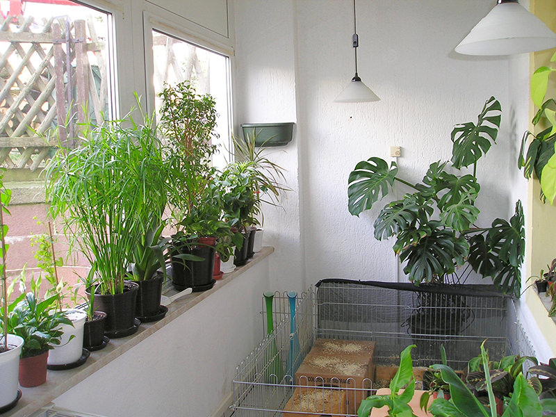 Place plants in a south-facing window so they get enough light, or place them under grow lights. 