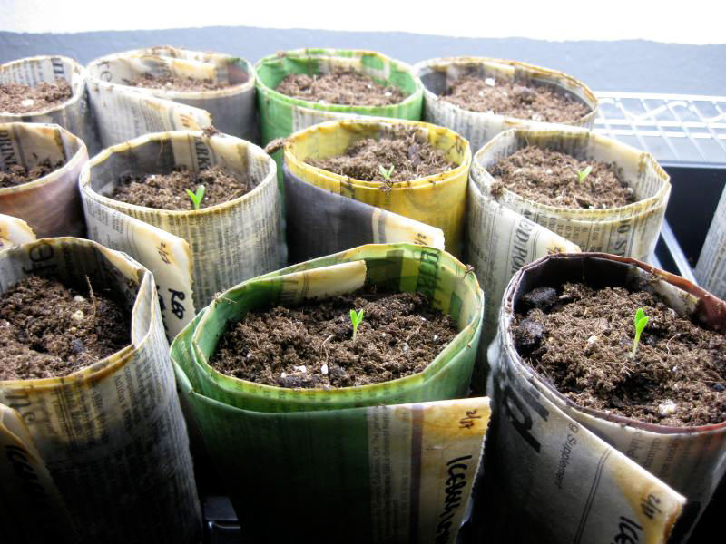 If you can't keep full plants alive indoors, try starting seeds you can transplant outdoors later. 