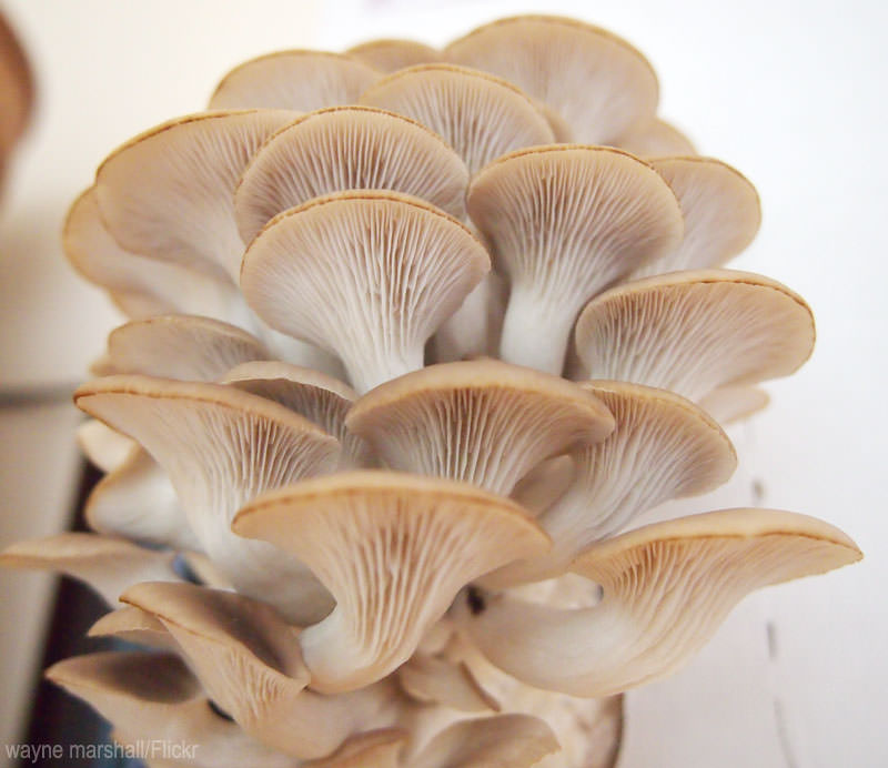 3 Mushrooms to Grow In Small Spaces - Photo courtesy Will Heap/Thinkstock (HobbyFarms.com) 