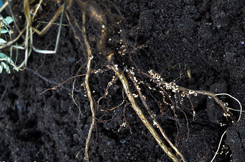 While plants in the bean family fix nitrogen in the soil, other plants, like sea buckthorns, can, as well.