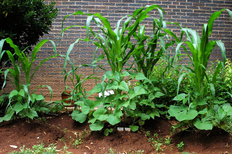 Three Sisters gardening is an example of a symbiotic gardening method that puts nutrition into the soil.