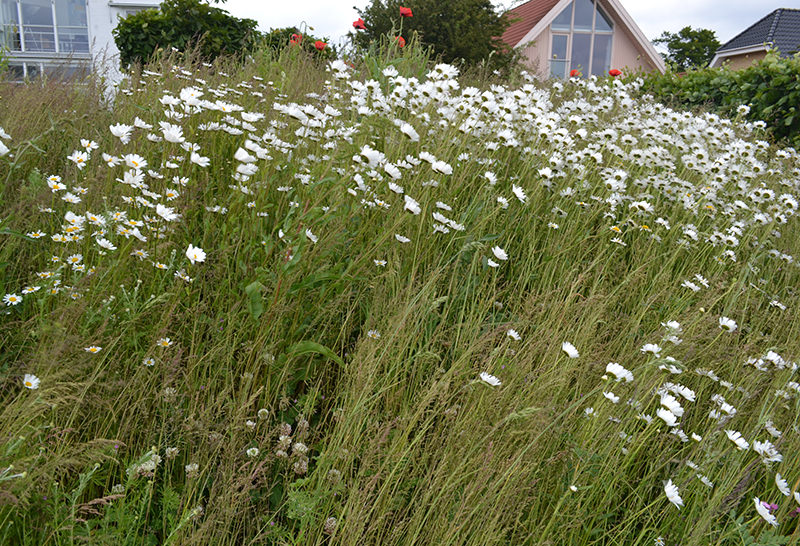 7 Tips To Plan For Pollinators