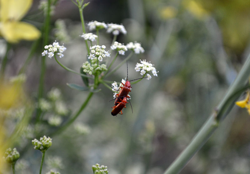 7 Tips To Plan For Pollinators