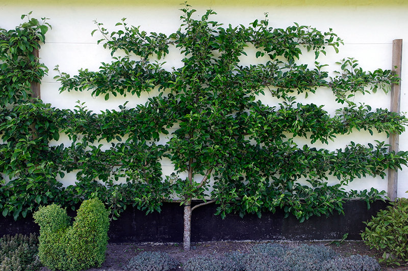 Espalier