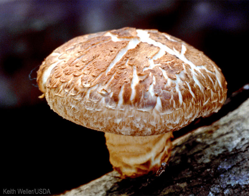 3 Great Herbs to Fight Viruses: Mushrooms - Photo courtesy Keith Weller/USDA (HobbyFarms.com) 