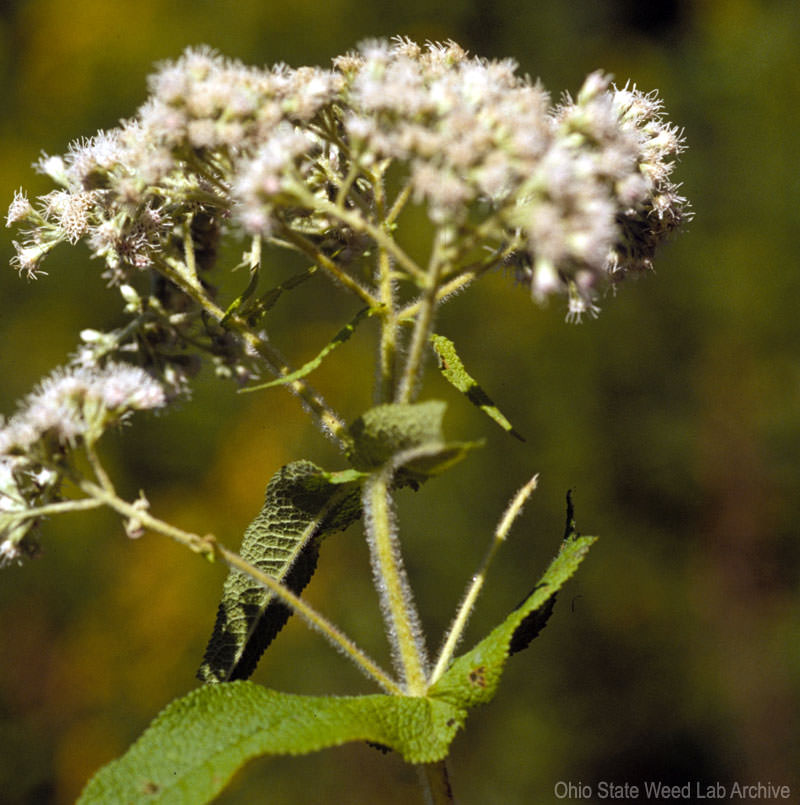 3 Great Herbs to Fight Viruses: Boneset - Photo courtesy Ohio State Weed Lab Archive (HobbyFarms.com) 