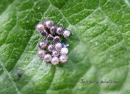 Spined Soldier Bug Eggs