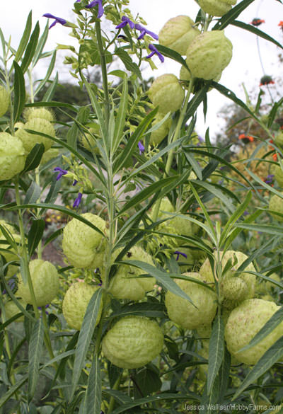 Green Spring Gardens - Photo by Jessica Walliser (HobbyFarms.com)