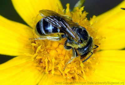 Leafcutter bees are one of around 400 native bee species buzzing around North America. Photo courtesy  David Cappaert/Michigan State University/Bugwood.org (HobbyFarms.com)