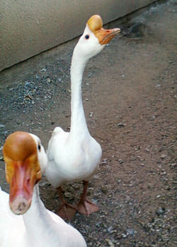 Chinese geese