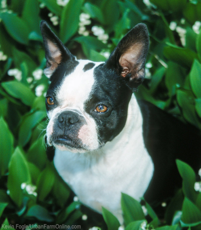 5 Tips For a Dog-Friendly Garden 