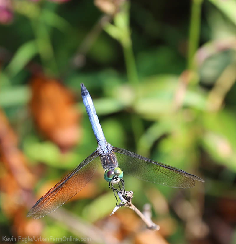 Dragonfly in the garden - Photo by Kevin Fogle (UrbanFarmOnline.com)