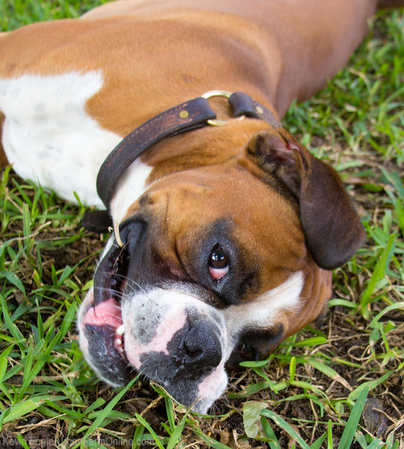 Fence Dogs Out Of Your Garden - Photo by Kevin Fogle (UrbanFarmOnline.com)