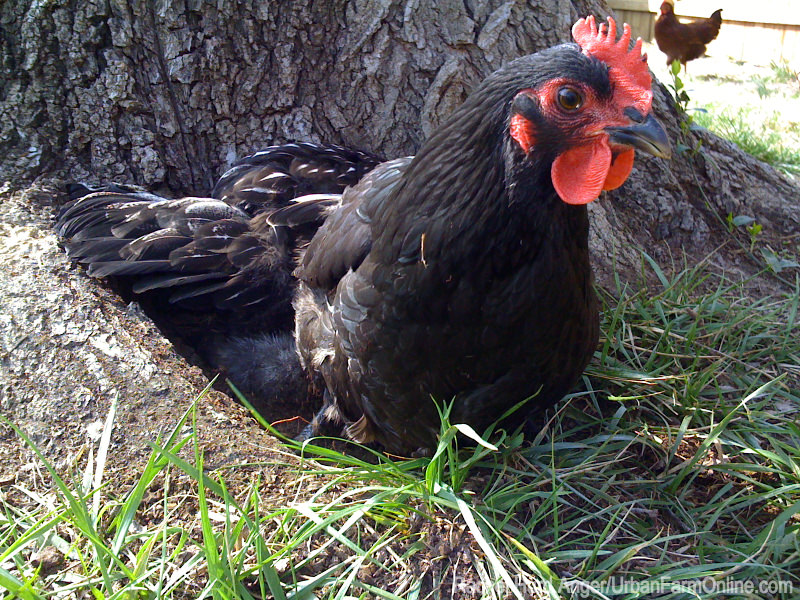 How to Prevent Parasites in Your Flock - Photo by Rachel Hurd Anger (UrbanFarmOnline.com)