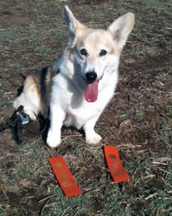 Corgi