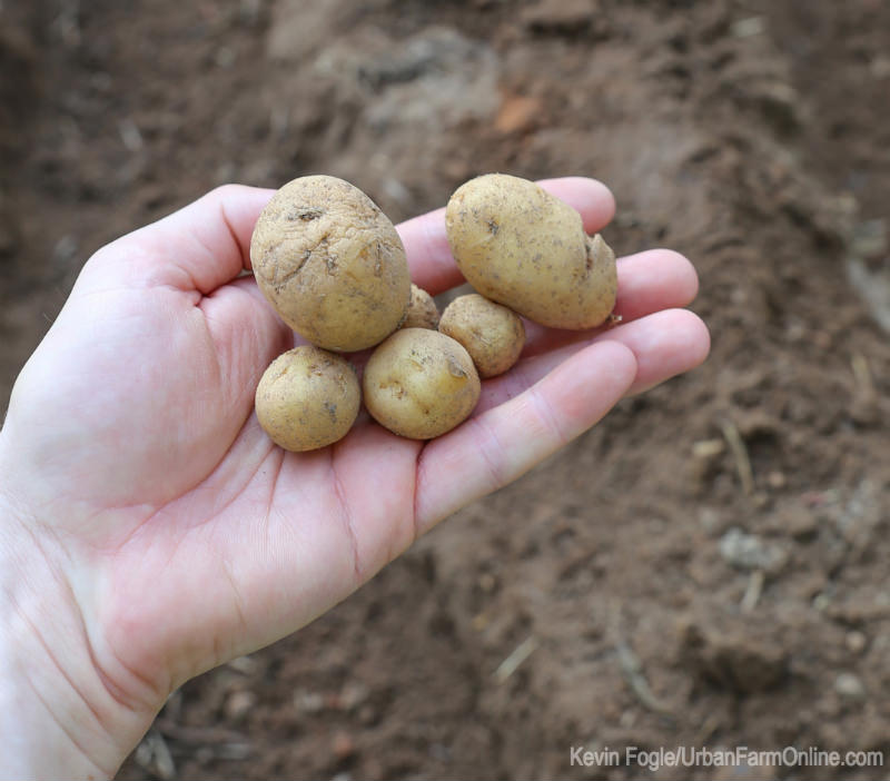 How to Get a Perfect Potato Harvest - Photo by Kevin Fogle (UrbanFarmOnline.com)