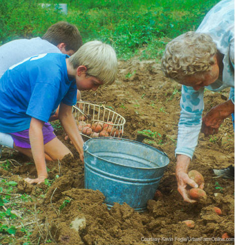 How to Get a Perfect Potato Harvest - Photo by Kevin Fogle (UrbanFarmOnline.com)