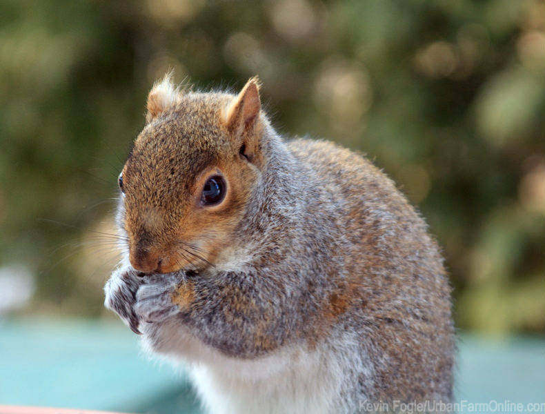 A Cheap Way to Keep Squirrels Out of Your Garden - Photo by Kevin Fogle (UrbanFarmOnline.com)