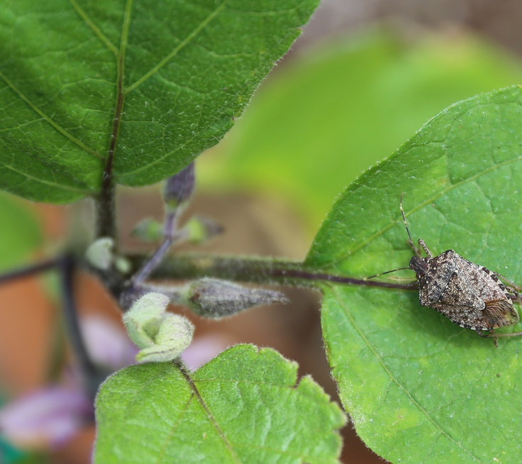 Hand-picking is the best option for getting rid of stink bugs in a small-scale garden.