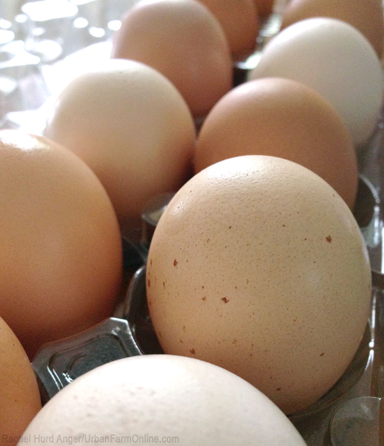 7 Culprits of Weak-Shelled Eggs