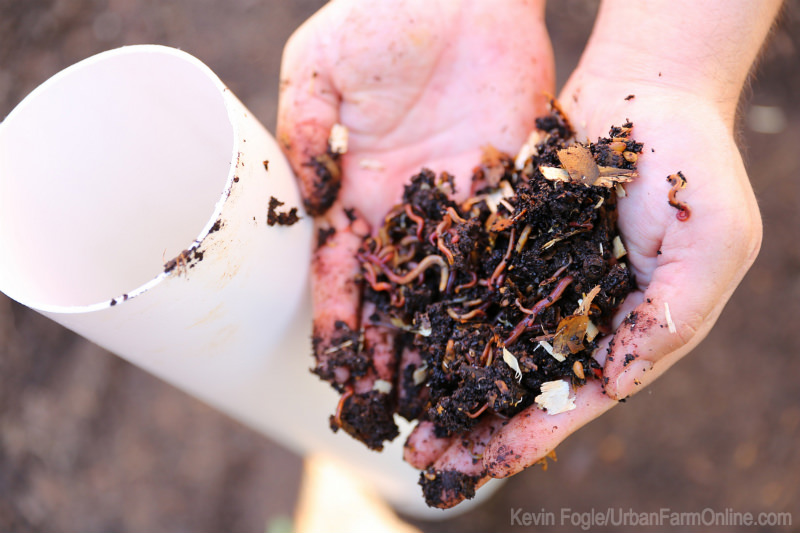 Vermicomposting with Worm Towers - Photo by Kevin Fogle (UrbanFarmOnline.com)