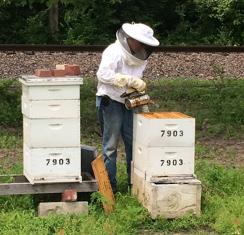 New beekeepers don't always know how to deal with swarming behavior or bee-neighbor interactions.