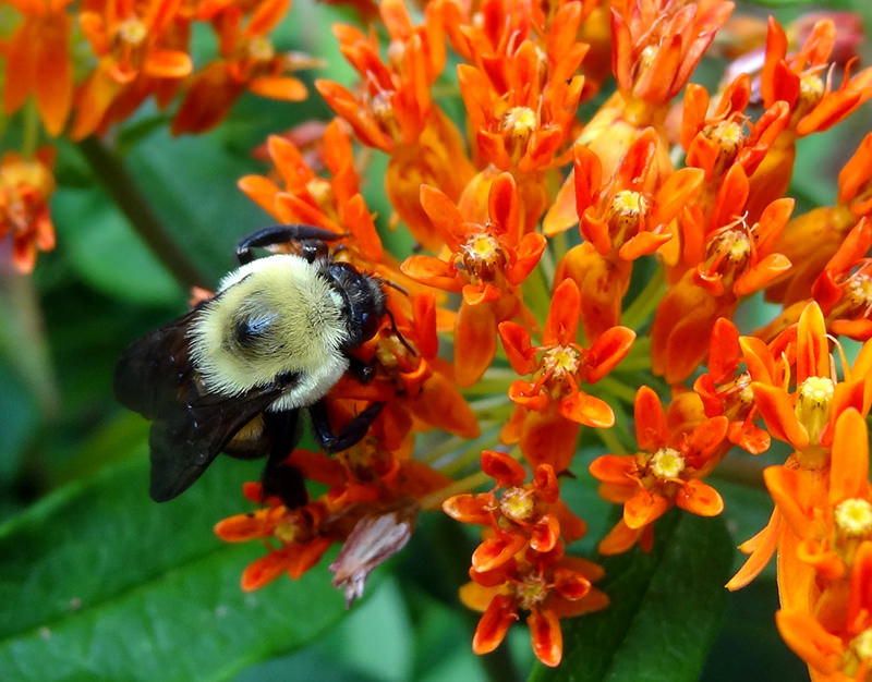 When honeybees are over-farmed, populations compete with the native pollinators.