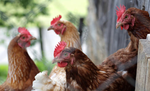 Chickens
