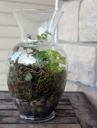 Create a woodland terrarium to keep your hands working with plants even when cold weather sets in. Photo by Stephanie Staton (HobbyFarms.com)