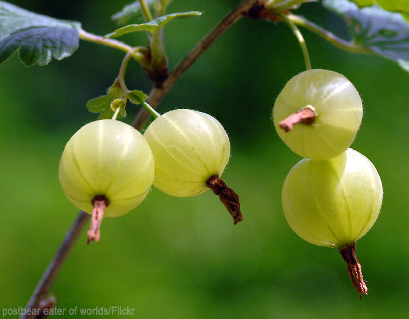 2-banned-berries-making-a-comeback-hobby-farms