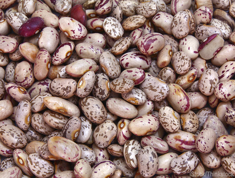 6 Must-Grow Heirloom Beans (HobbyFarms.com)