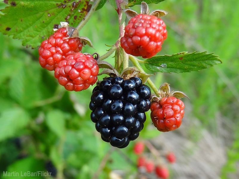 Beginning Farmer's Guide to Berries (HobbyFarms.com)