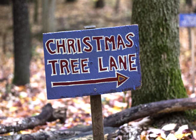 Give your customers tips for choosing an environmentally friendly Christmas tree, as well as how to dispose of the tree so it doesn't end up in the landfill.