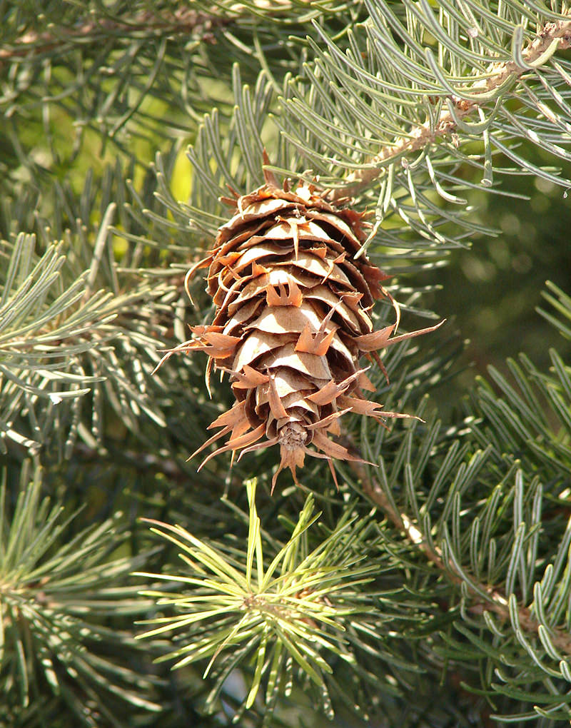 If you want to be a Christmas tree farmer, pick a variety that will grow and sell well in your area.