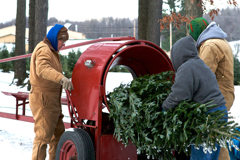 You can sell Christmas trees as part of a u-pick operation or you can sell them already harvested.